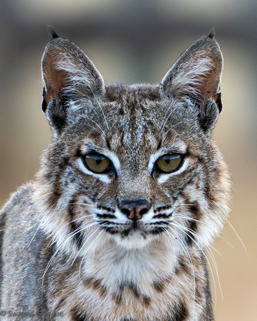 Wildlife Photography