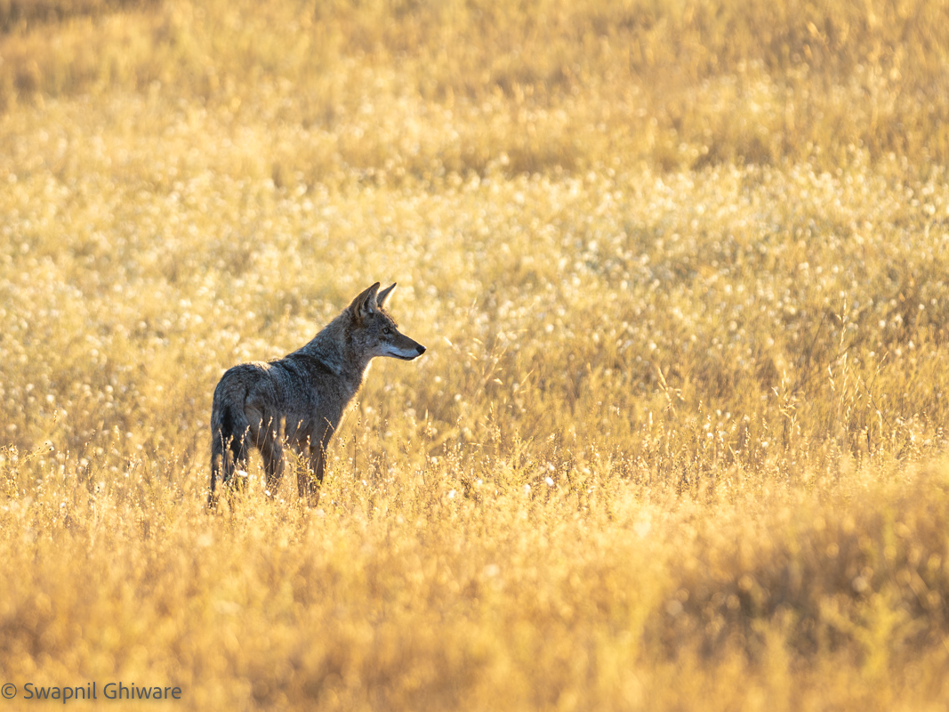 Edgewood Preserve Series